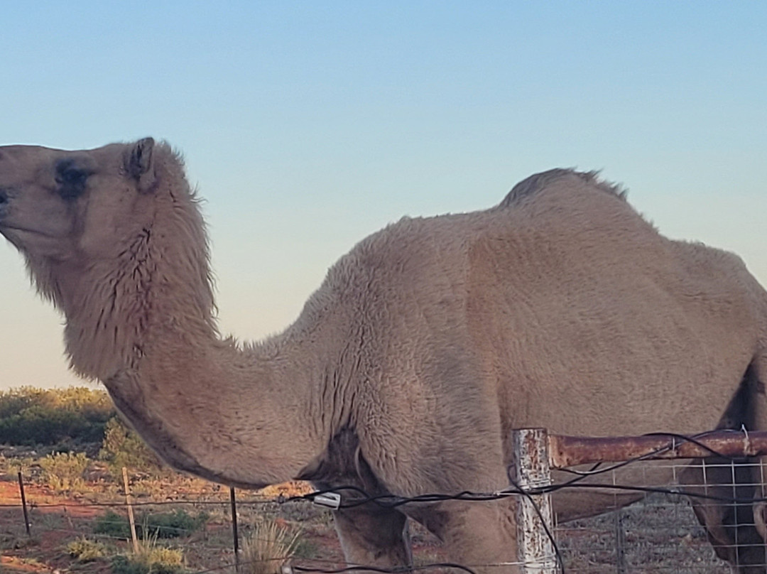 Curtin Springs Wayside Inn主图