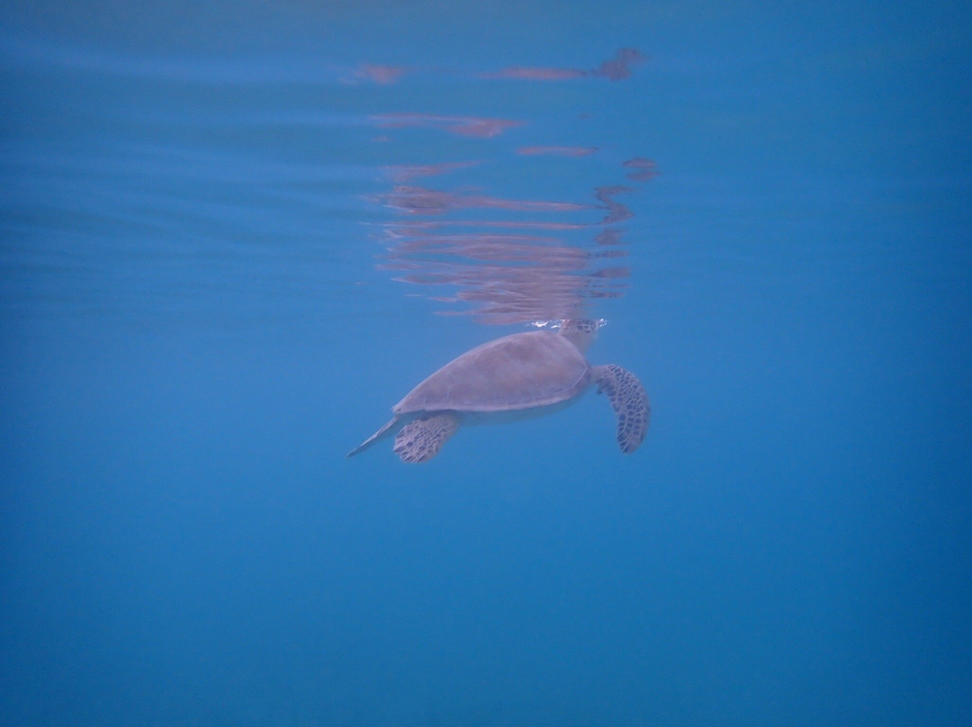 St.Thomas Scuba and Snorkel Adventures景点图片