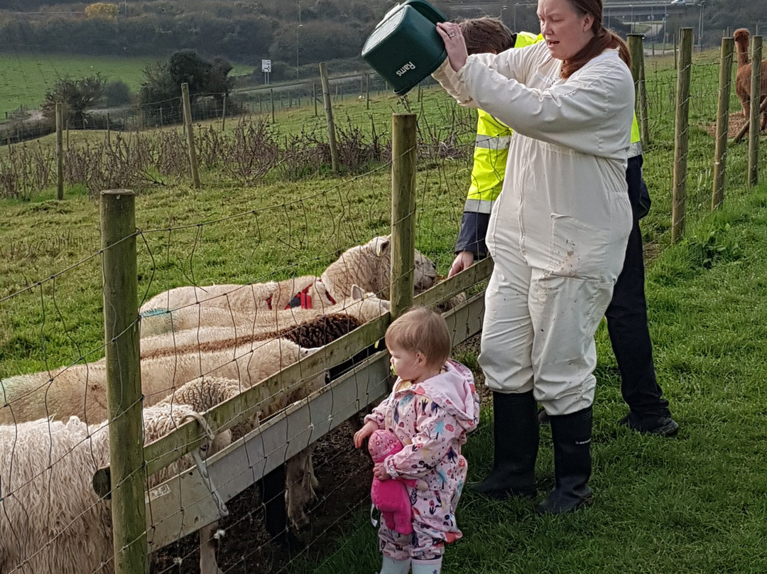 Frampton Farm景点图片