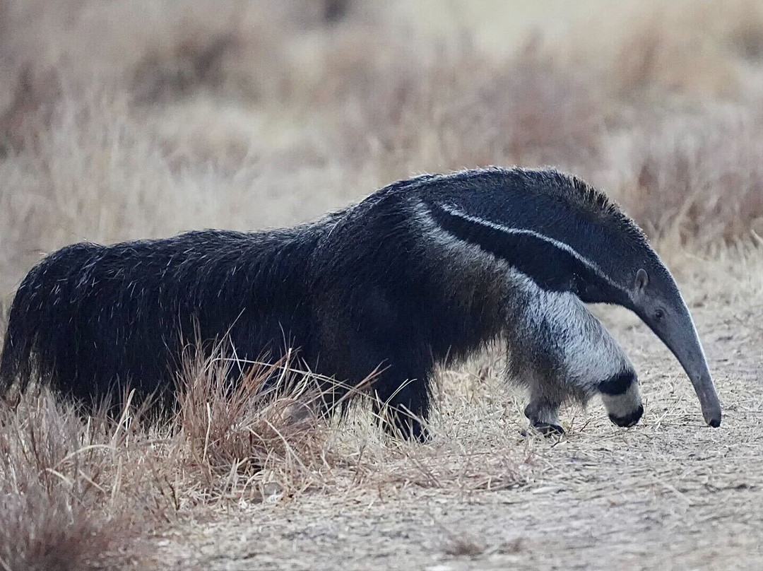 Pantanal Jaguar Safaris景点图片