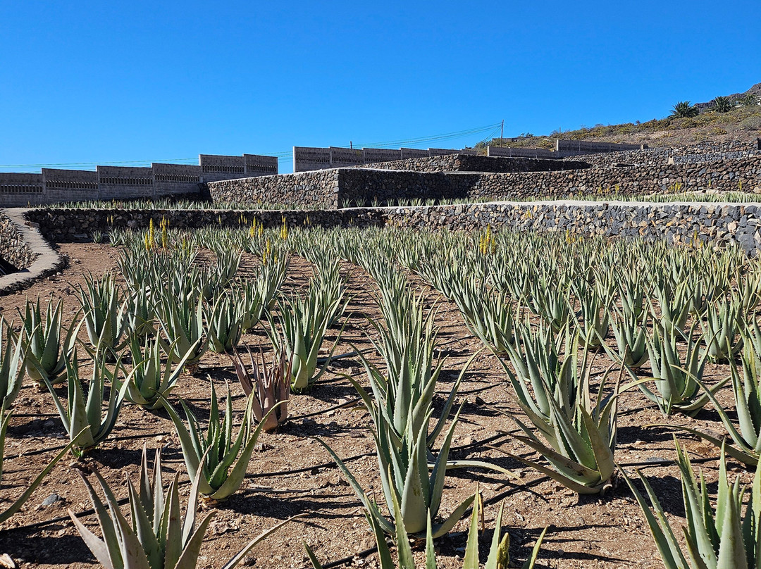 Finca Canarias Aloe Vera-阿罗纳必去景点