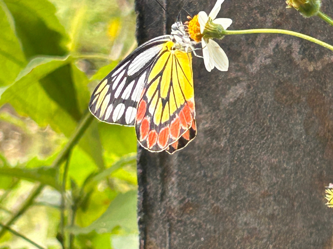 Wayanad Nature Tours景点图片