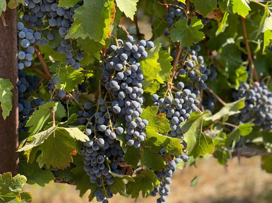 Croma Vera Wines-圣路易斯-奥比斯波必去景点