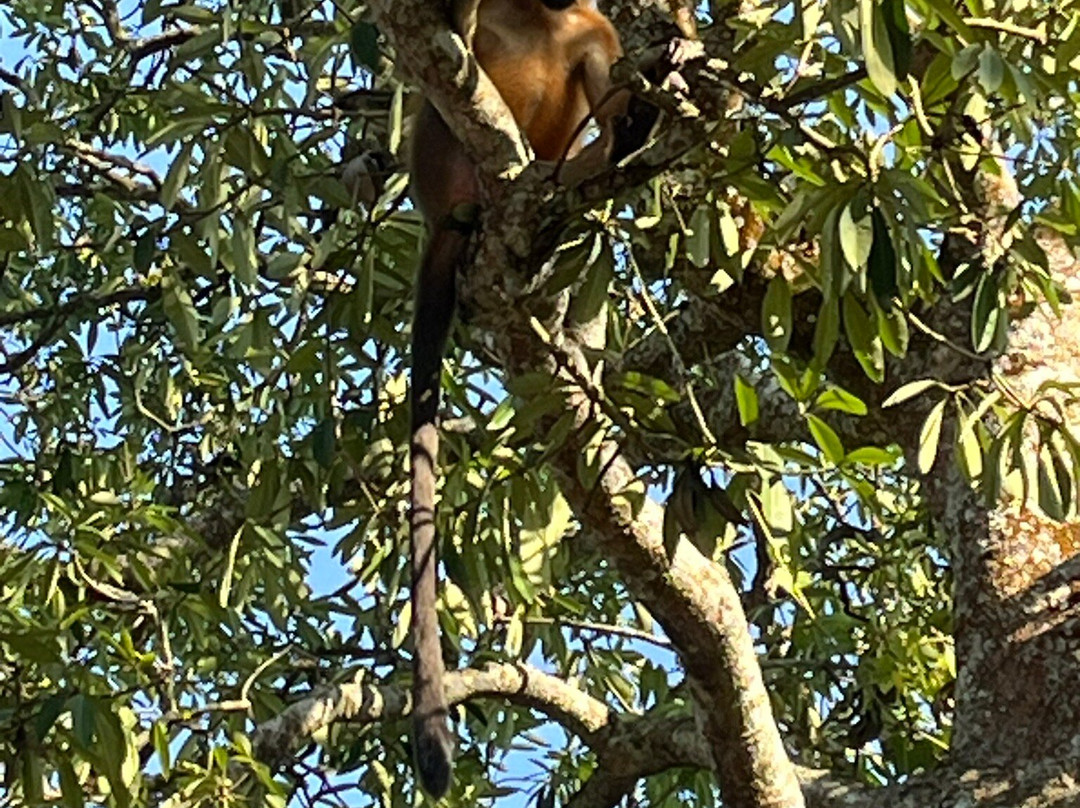 Hoollongapar Gibbon Sanctuary景点图片