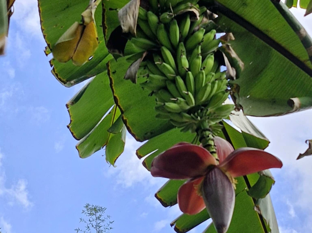 Banana Museum (Le Musee de la Banane)-马提尼克必去景点