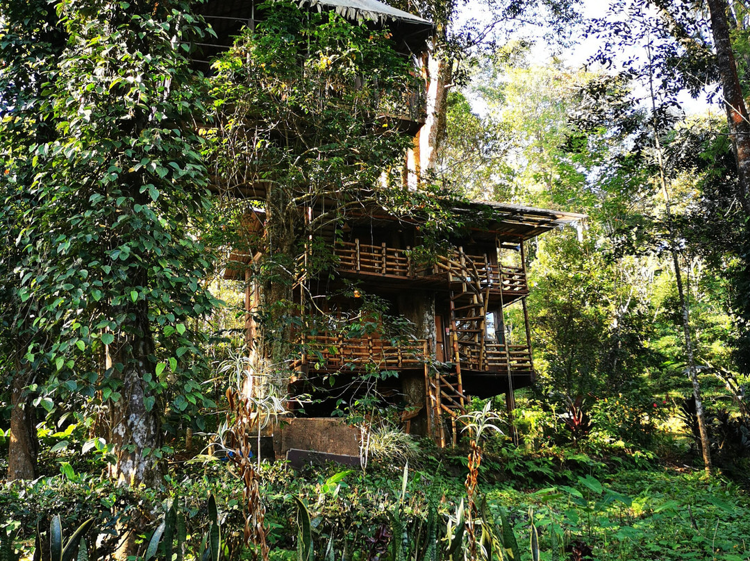 Jungle Jive Tree House Munnar主图