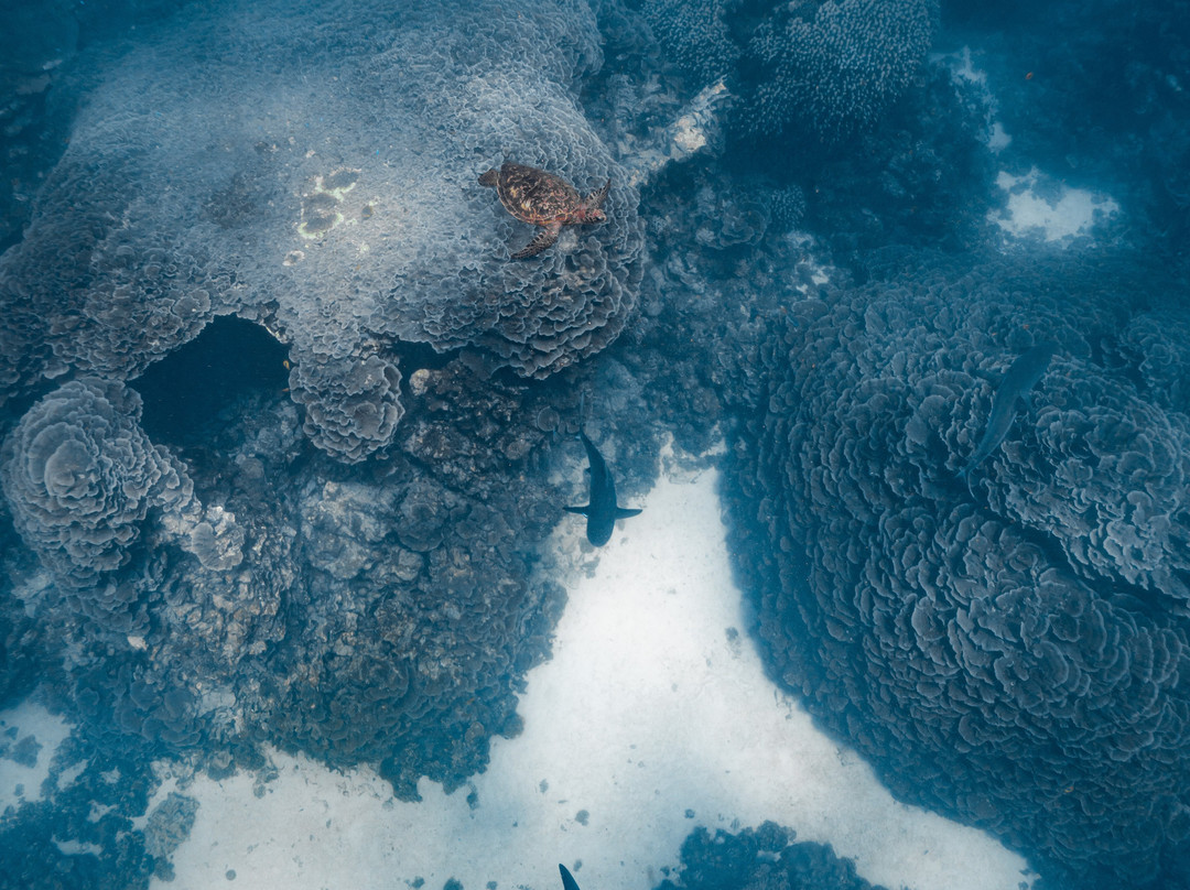 Ningaloo Reef Dive景点图片