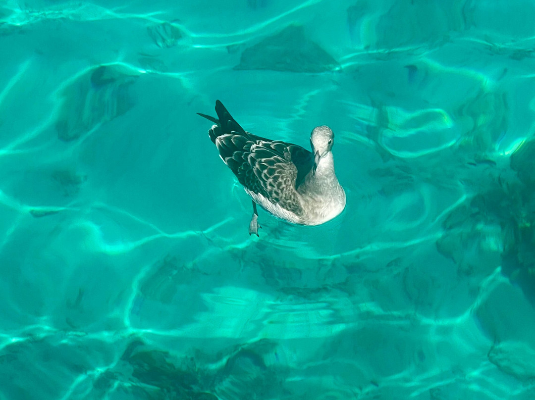 Aura Divers-马斯喀特必去景点