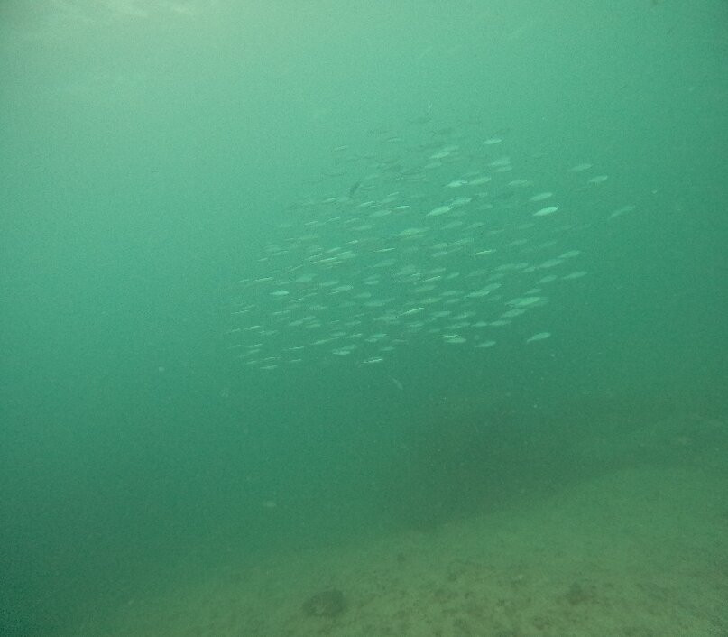Praslin Pro Divers景点图片