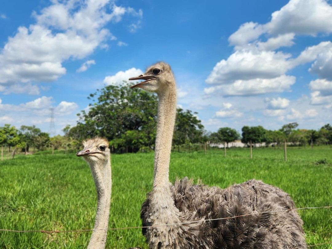 Parque Avestruz-Puerto Lopez必去景点