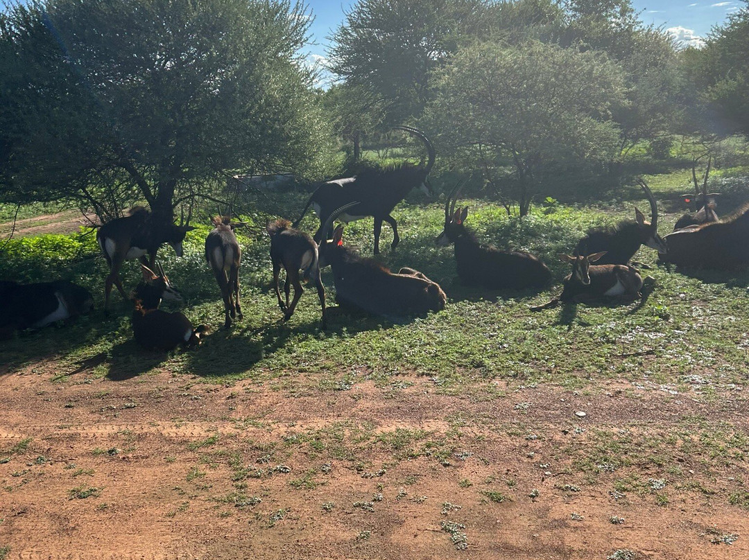 Dinokeng Game Reserve-哈曼斯克拉尔必去景点