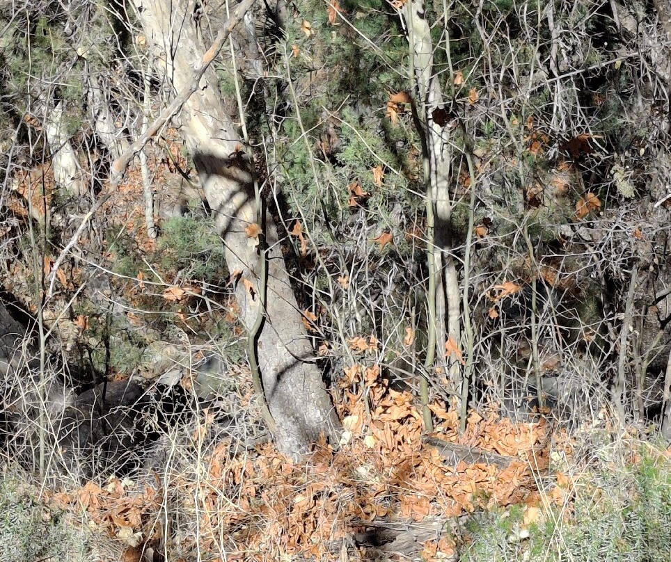 Madera Canyon-Madera Canyon必去景点
