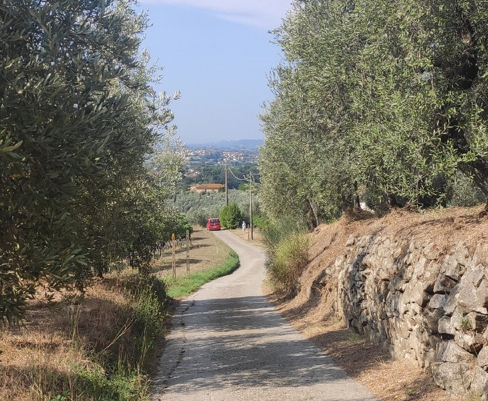 Olive Tree Suites