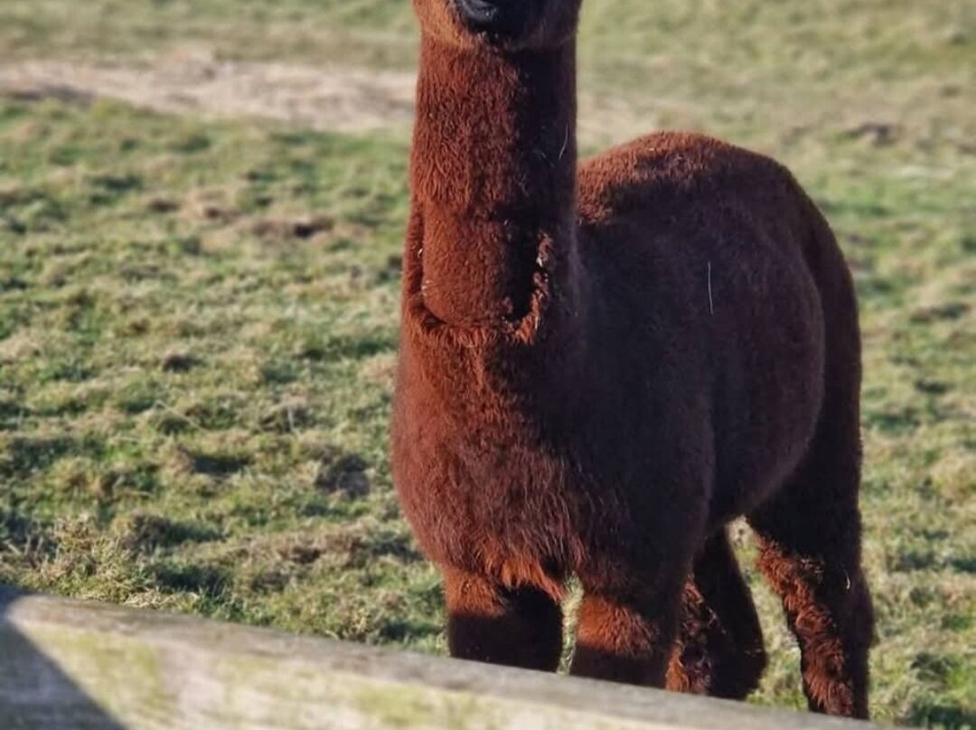 Alpaca Encounters-赫克瑟姆必去景点