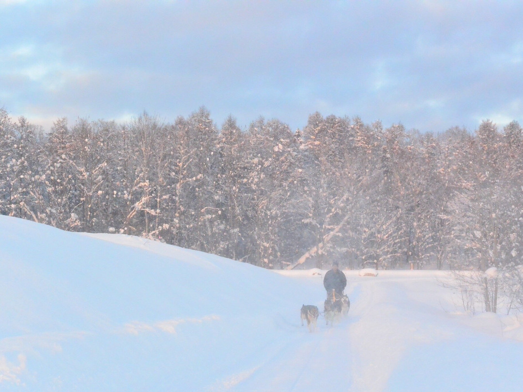Moon Light Ladies Dog Sledding-鹰栖町必去景点