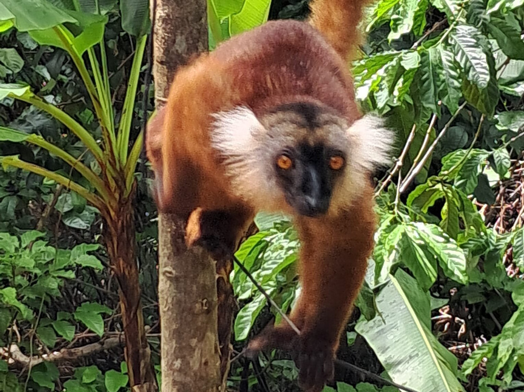 Mada Diary Tour - Travel Madagascar景点图片