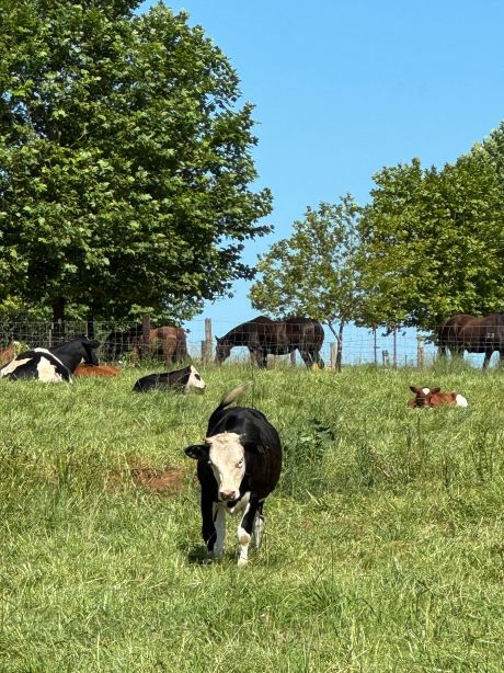 Springvale Farm-官方