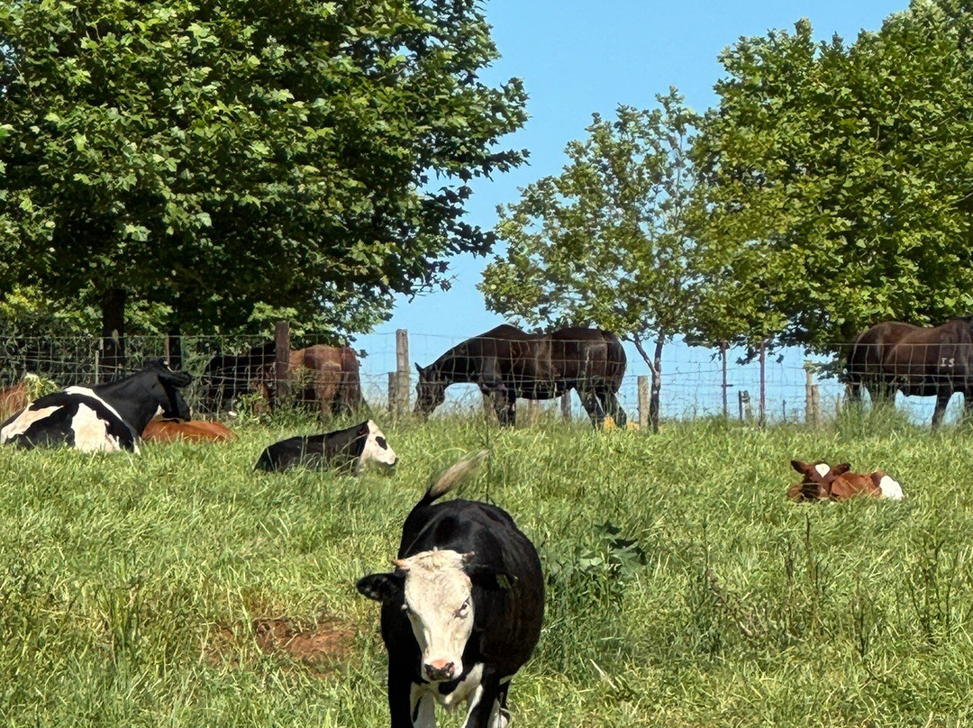 Springvale Farm Cottages主图