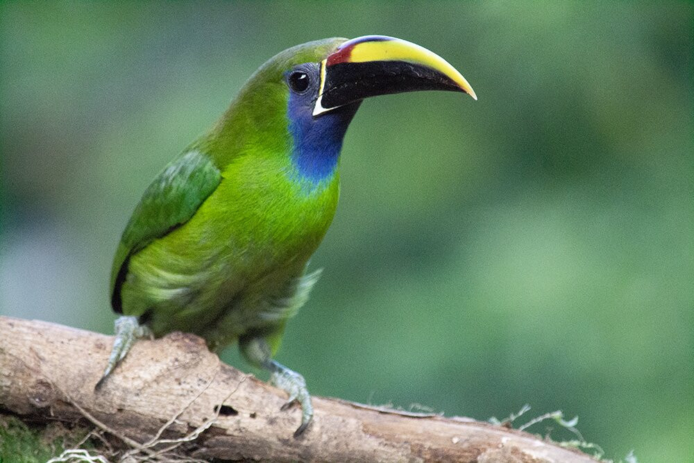 Finca Ecologica San Luis-蒙特沃德必去景点