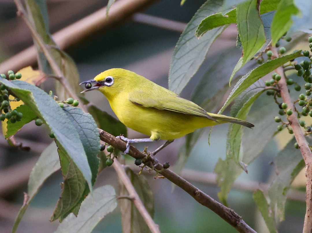 Adventure Birding Tours-特马必去景点