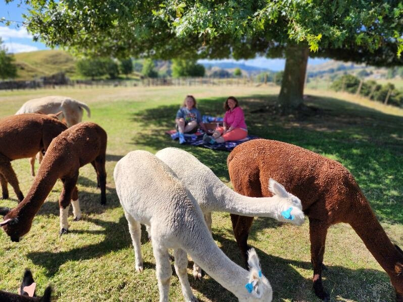 Nevalea Alpacas景点图片