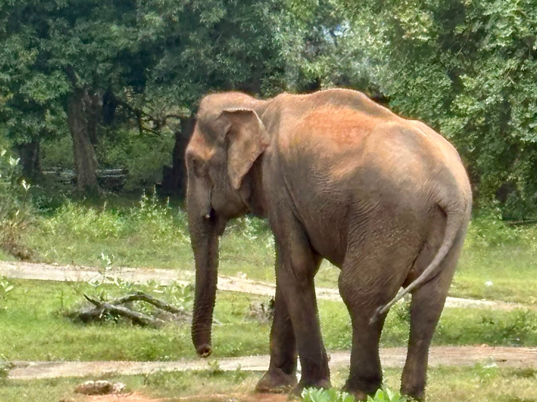 Excellent Lanka With Madu-卡图纳耶克必去景点