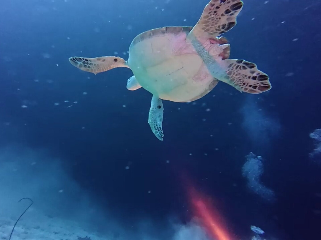 Addu Scuba Club景点图片