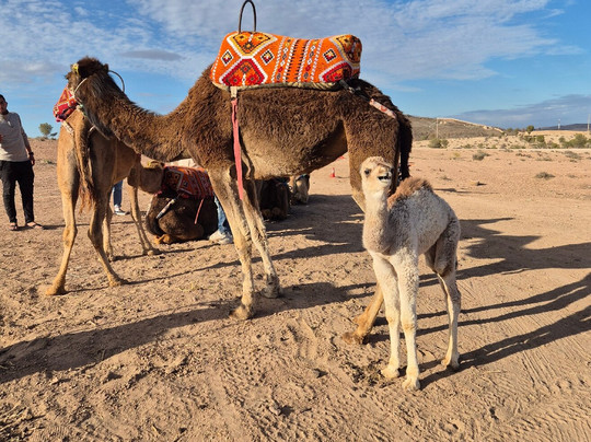 Quad Marrakech-Agafay必去景点