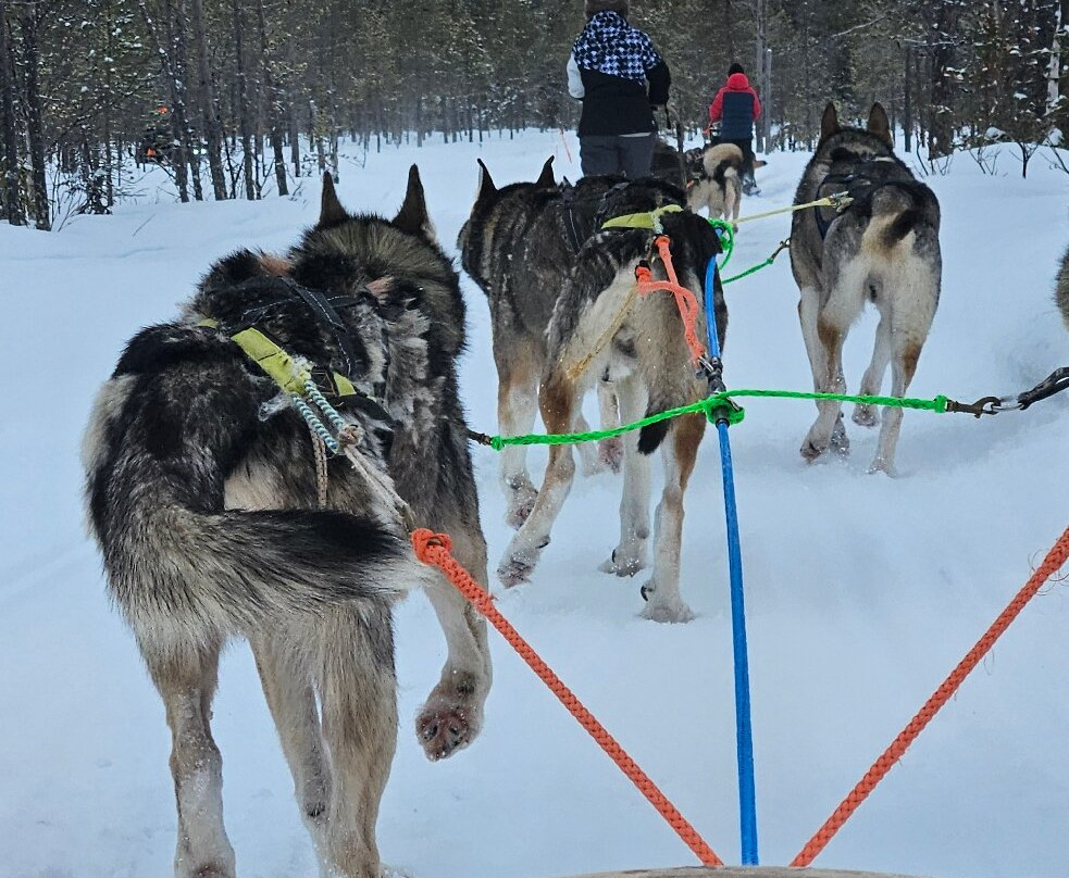 Tundra Huskies Huskyfarm-Levi必去景点