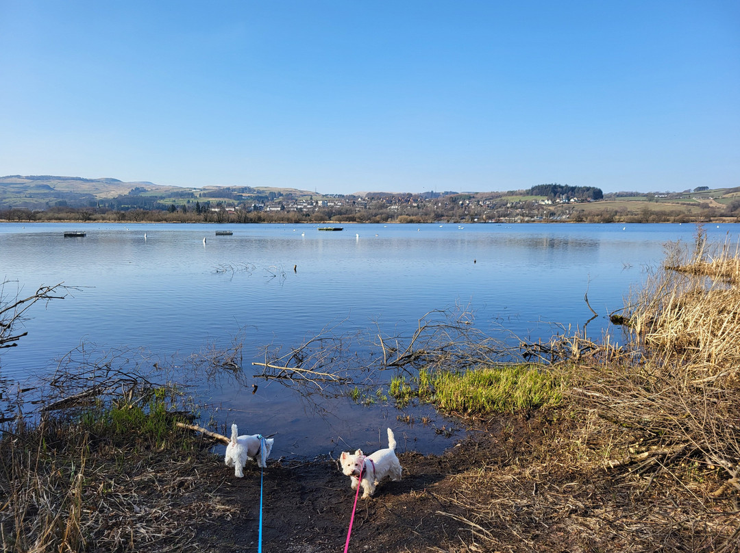 RSPB Lochwinnoch Nature Reserve景点图片
