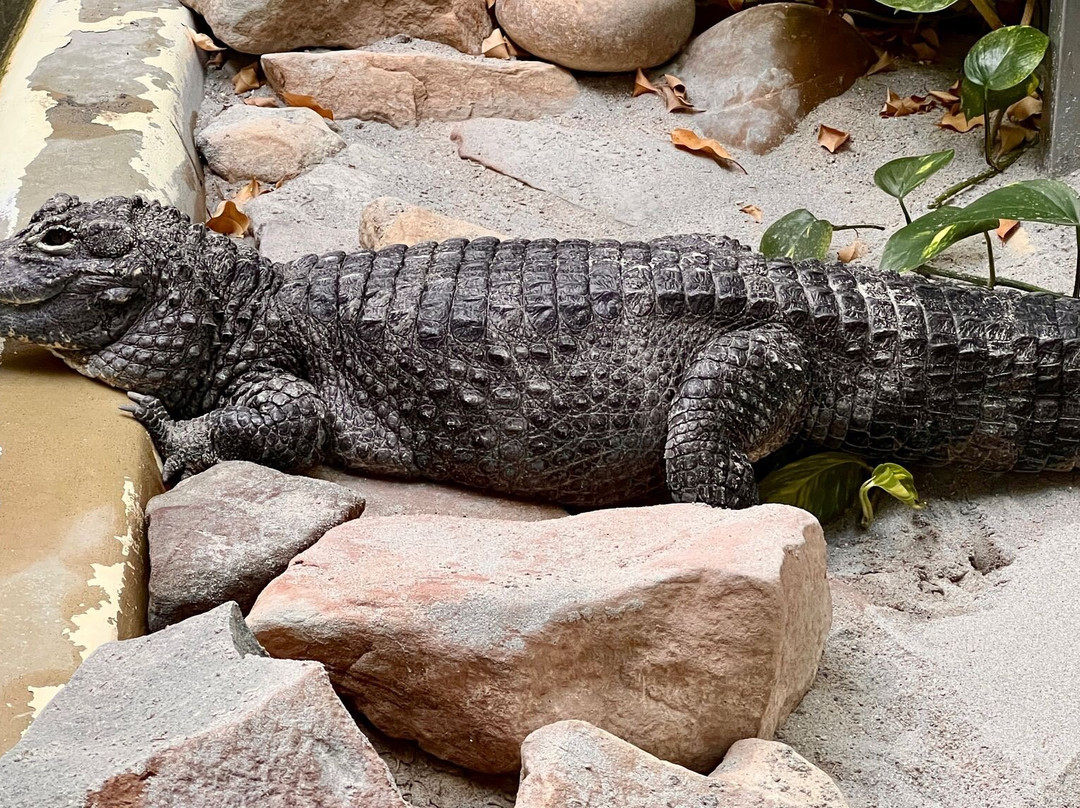 Saarbrucker Zoo-萨尔布吕肯必去景点