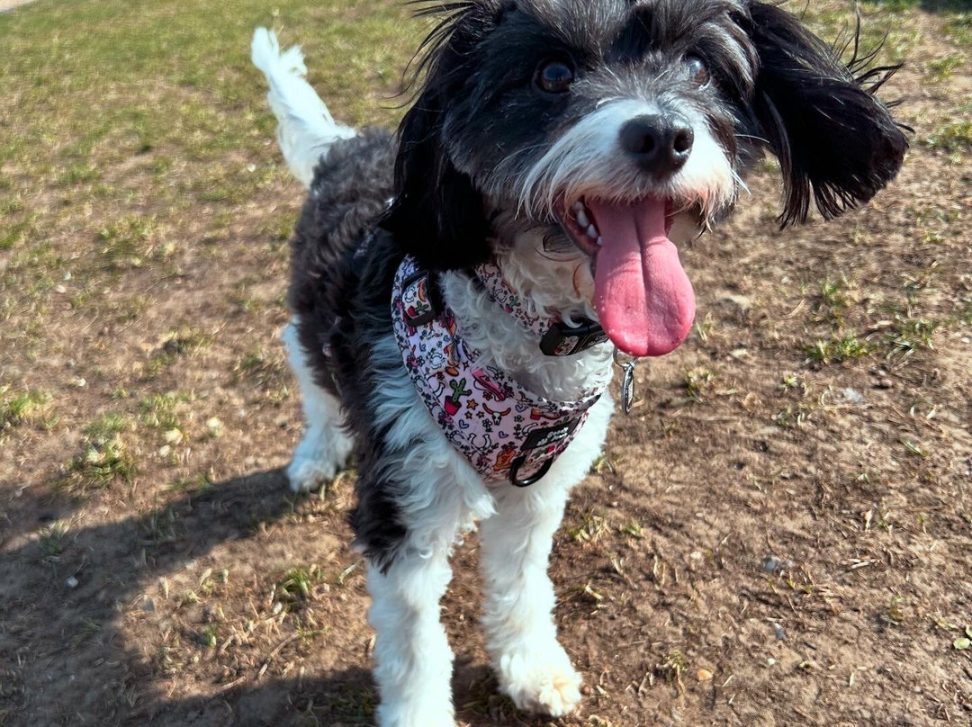 Mutley Meadows景点图片