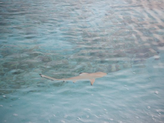 皇家岛度假村主图