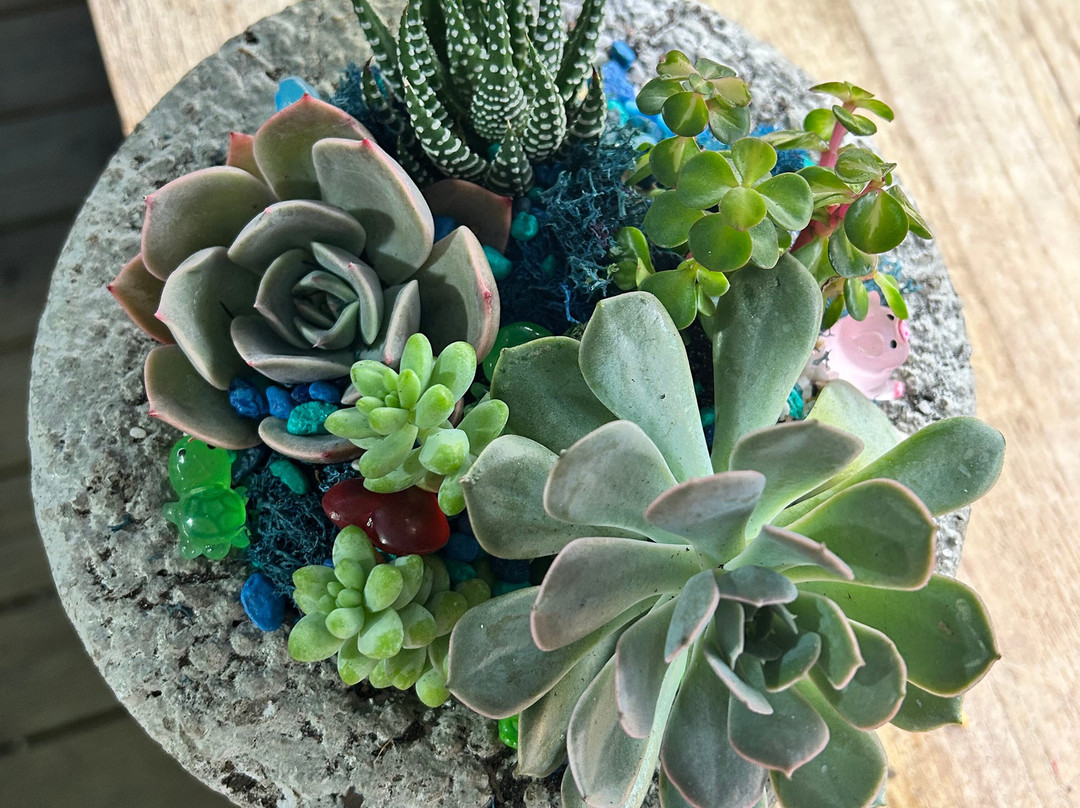 Classy Cactus Farm-默弗里斯伯勒必去景点