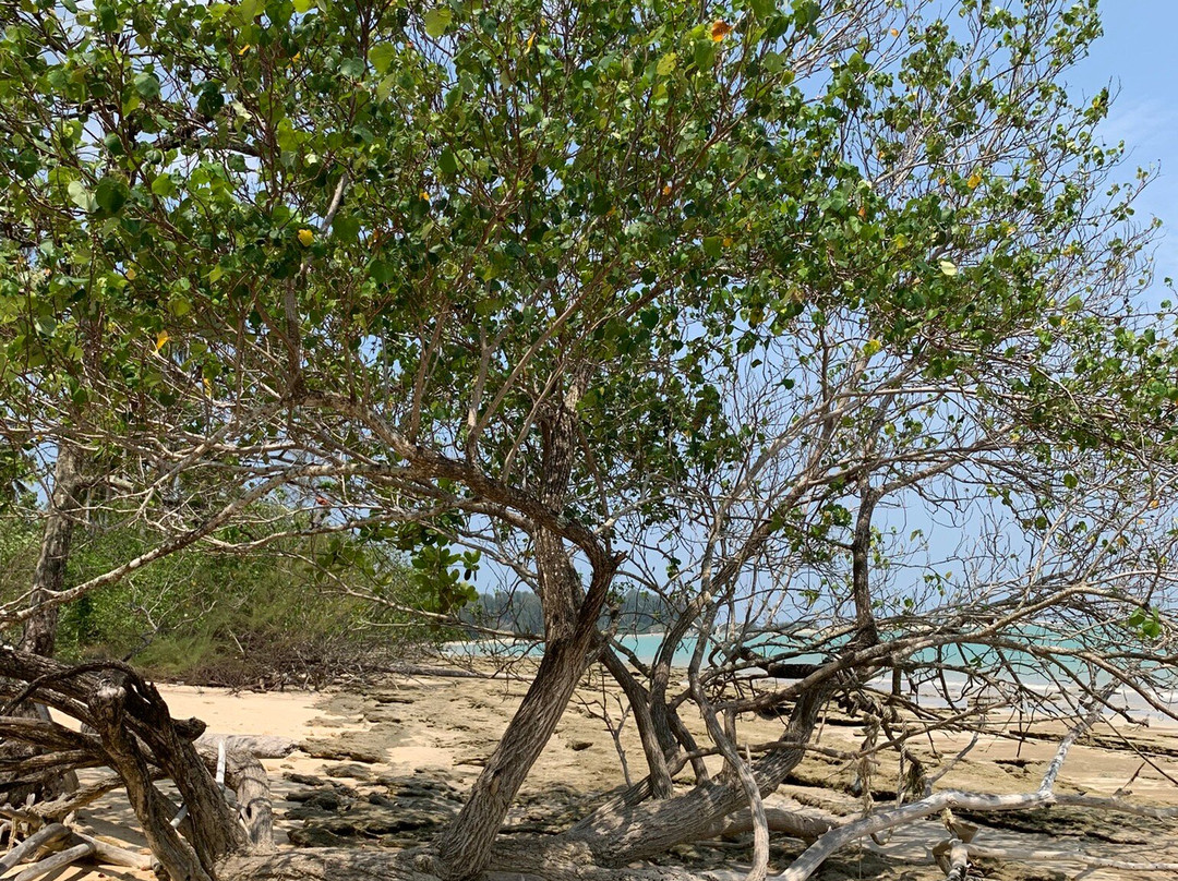 Coconut Beach景点图片