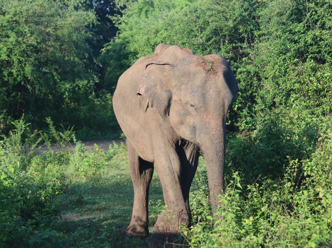 Udawalawe Lahiru Safari Guide Tours景点图片