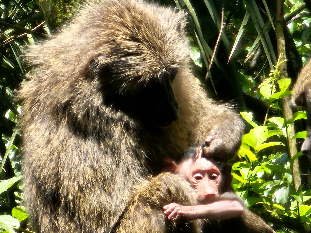 Big Apes Africa Safaris-坎帕拉必去景点