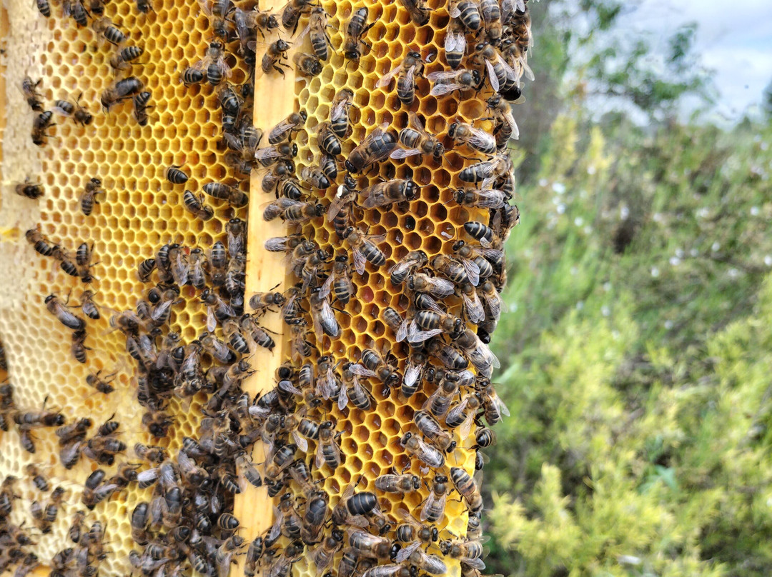 Guatazales experiencias-Bullas必去景点