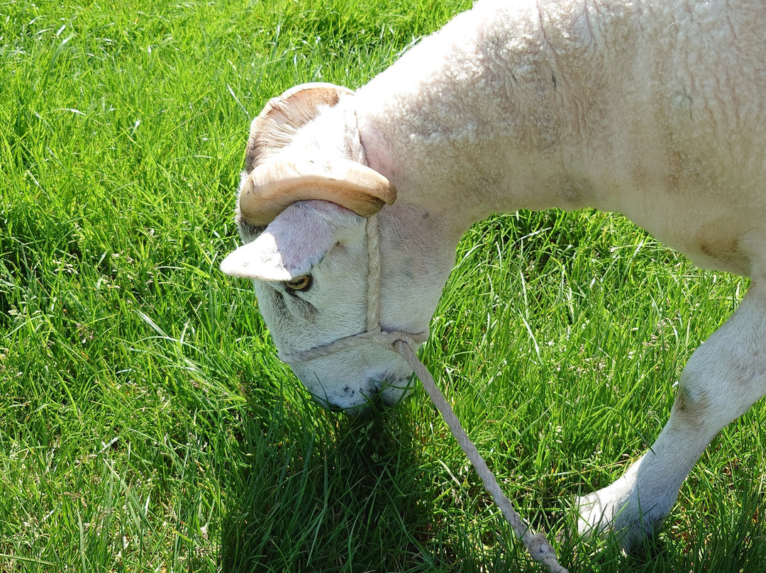 Somerset Sheep Trekking景点图片