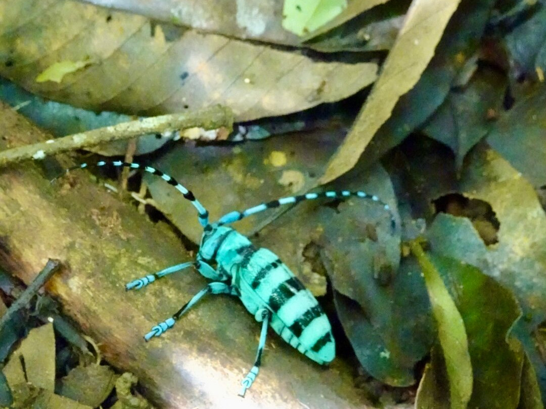 Simolap Wild Adventures-武吉拉旺必去景点