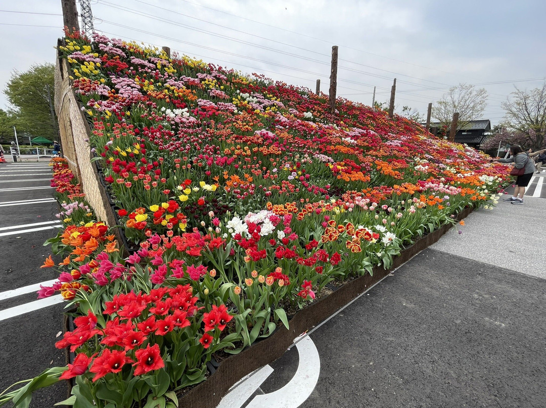 Tonami Tulip Park-砺波市必去景点