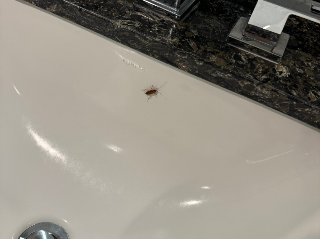 Bear Springs Hotel主图