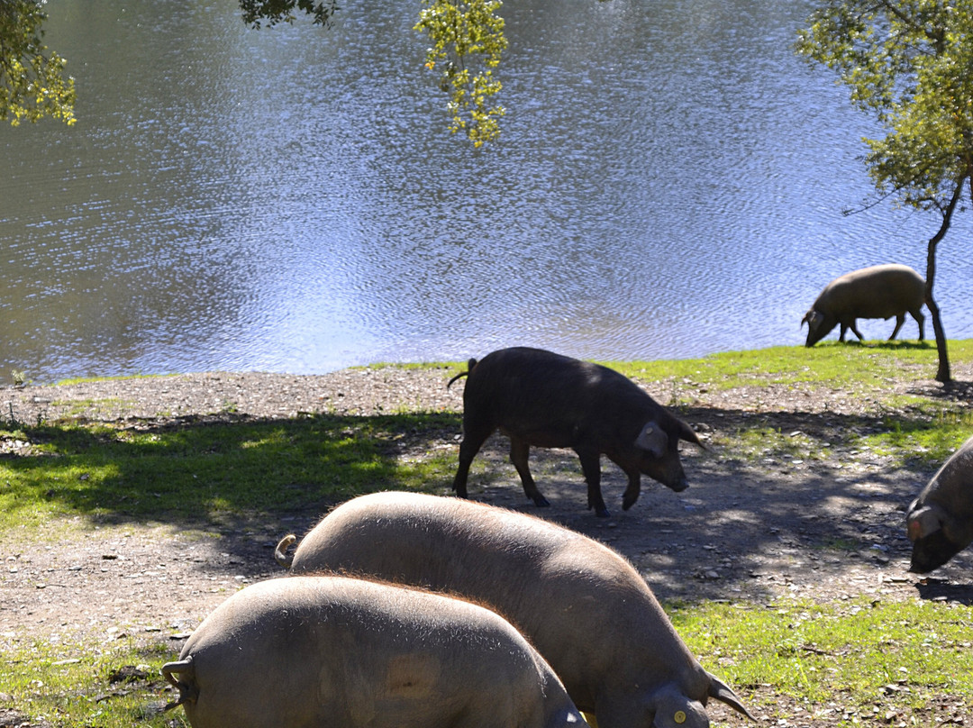 Ibéricos Vázquez-阿拉塞纳必去景点