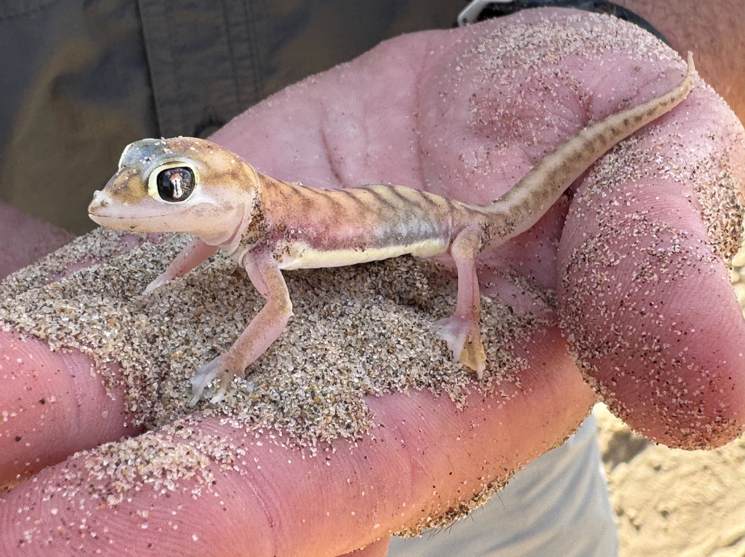 Red Dune Safaris-华维斯湾必去景点