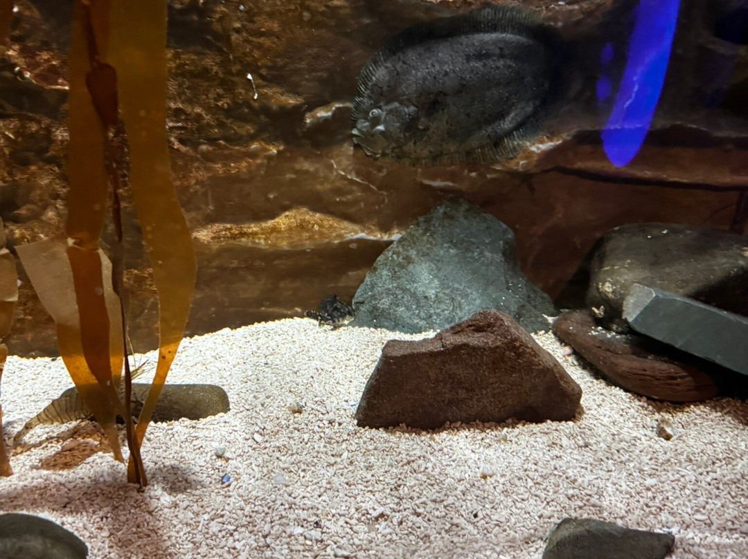 Lake District Coast Aquarium景点图片