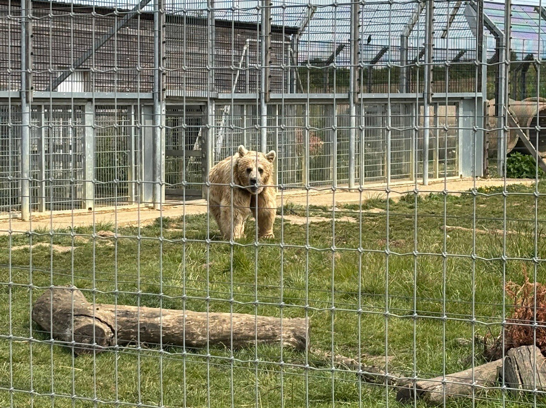 Hamerton Zoo Park景点图片