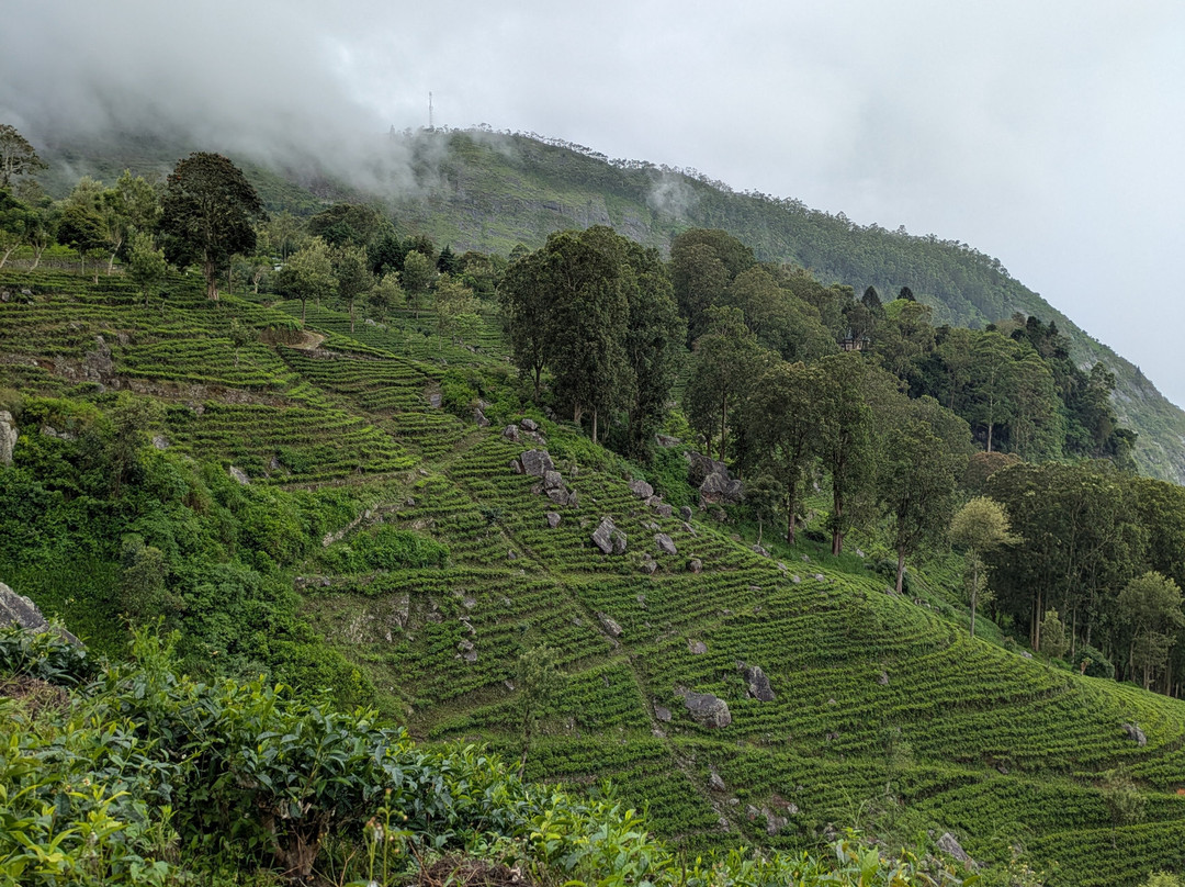 Ceymondu Escapes-科伦坡必去景点