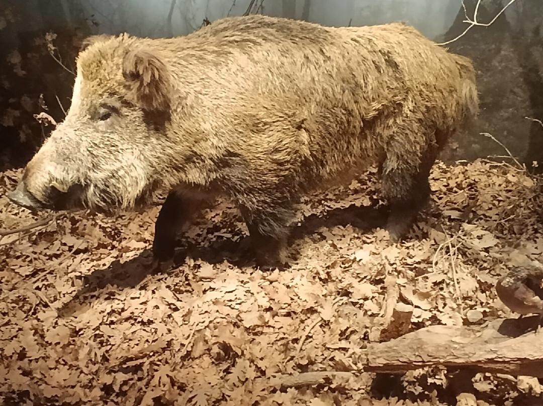 The Natural History Museum of Crete-伊拉克利翁必去景点