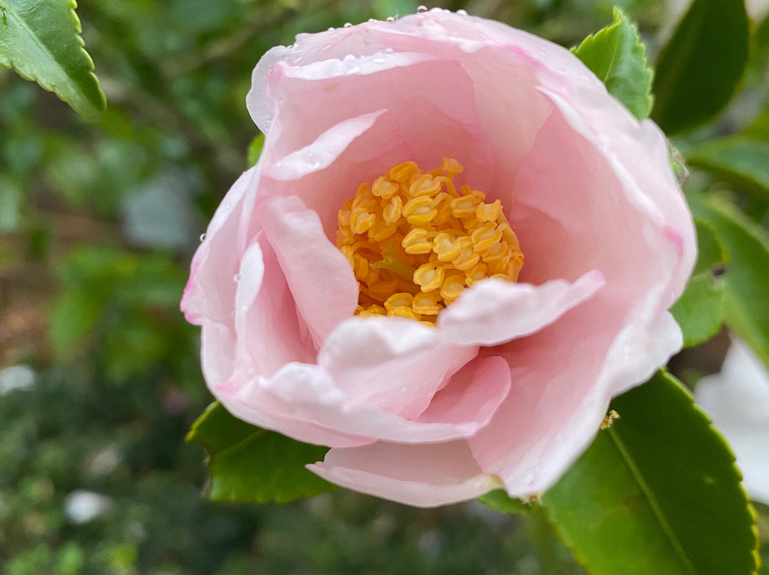 Bega Uniting Church-贝加必去景点