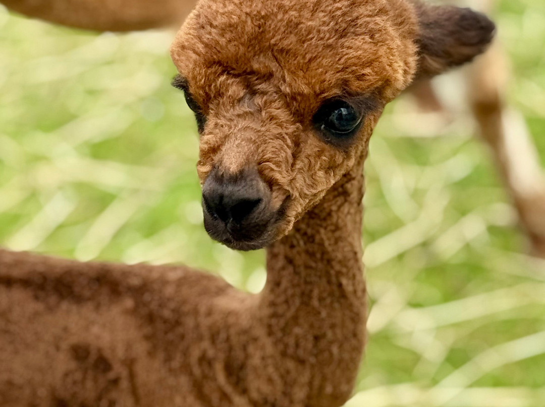 Alpacas Of Scotland Experiences Ltd景点图片